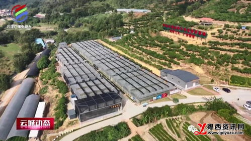 串珠成线,云浮前锋镇全力打造南药康养旅游精品线路